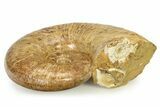 Jurassic Ammonite (Lobolytoceras) Fossil - Madagascar #317658-2